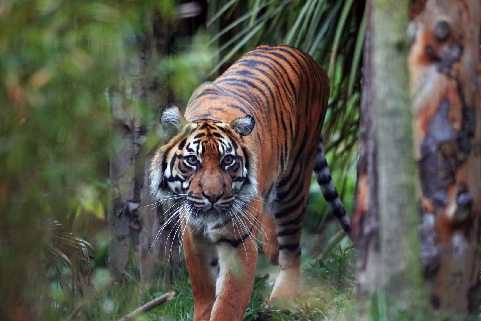 Sumatran tiger Dharma emerging from the trees and looking to the right IMAGE: Amy Middleton 2024